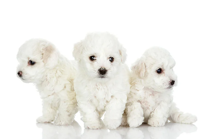 PoulaTo: Maltese mini